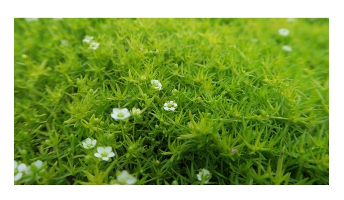 Мшанка шиловидная sagina subulata