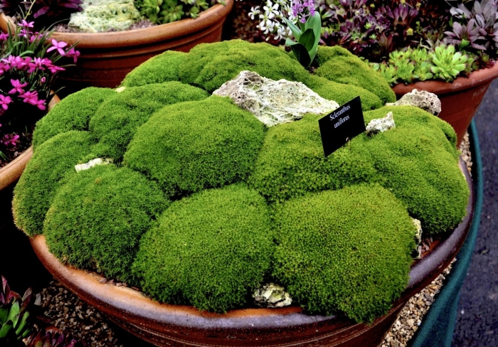 Scleranthus uniflorus