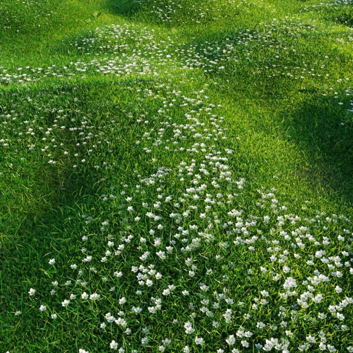 Мшанка шиловидная сюрприз