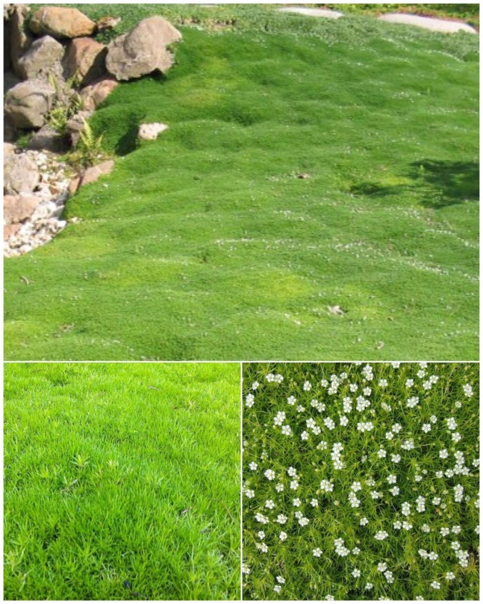 Мшанка шиловидная sagina subulata