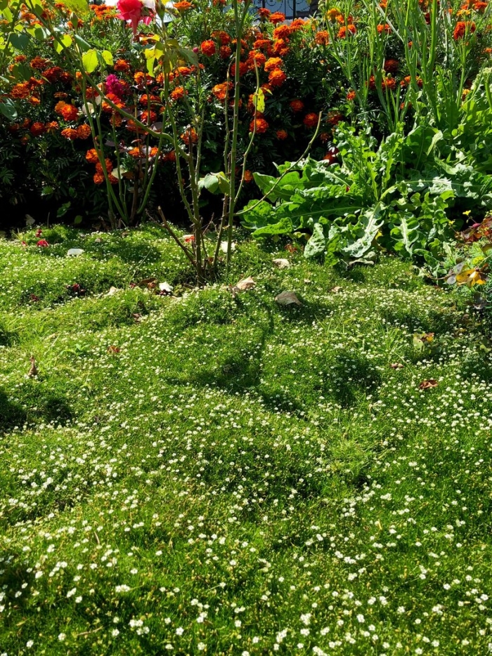 Мшанка шиловидная