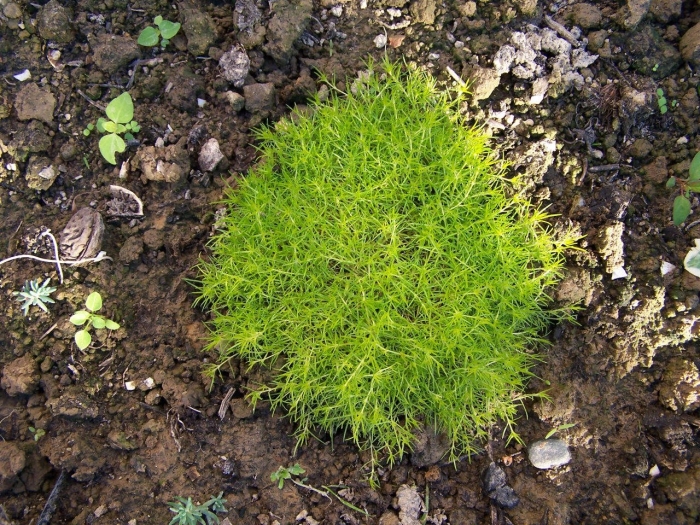 Мшанка шиловидная lime moss