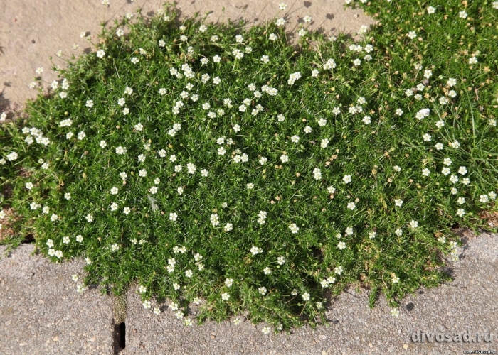 Мшанка шиловидная ауреа (лайм мосс)