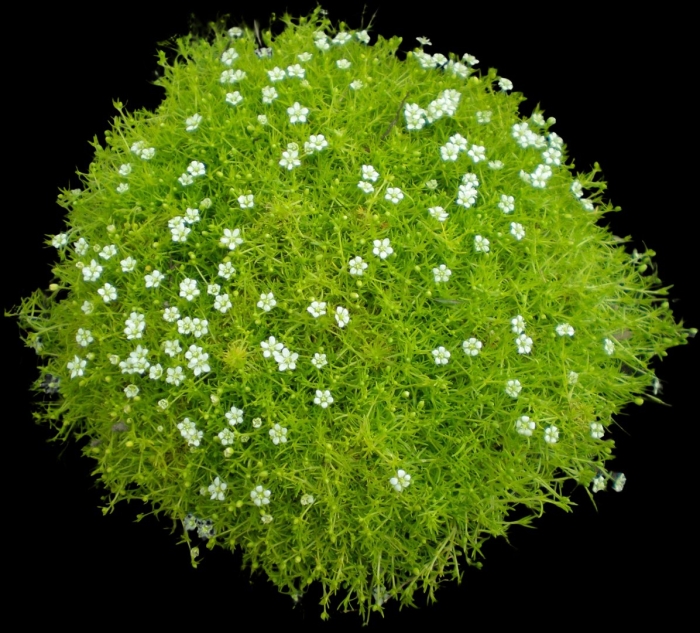 Мшанка шиловидная лайм мосс