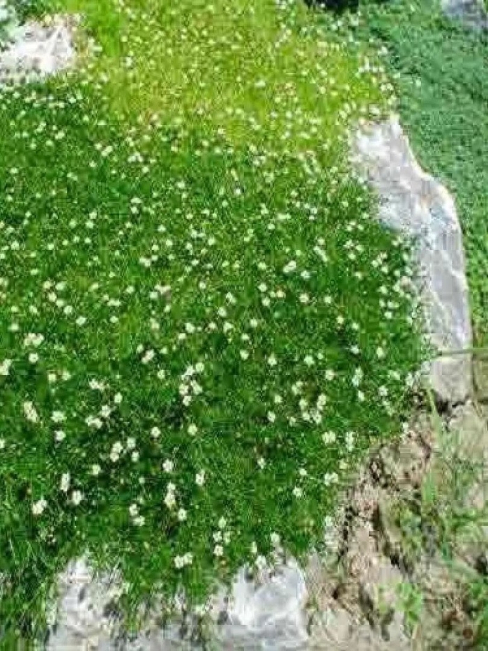 Мшанка шиловидная sagina subulata