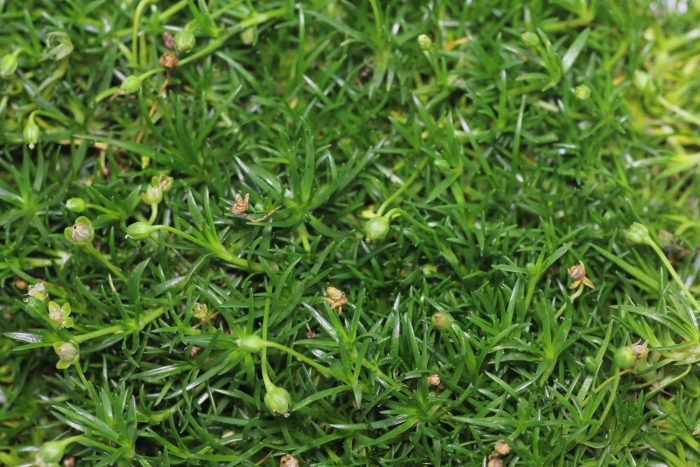 Мшанка шиловидная sagina subulata