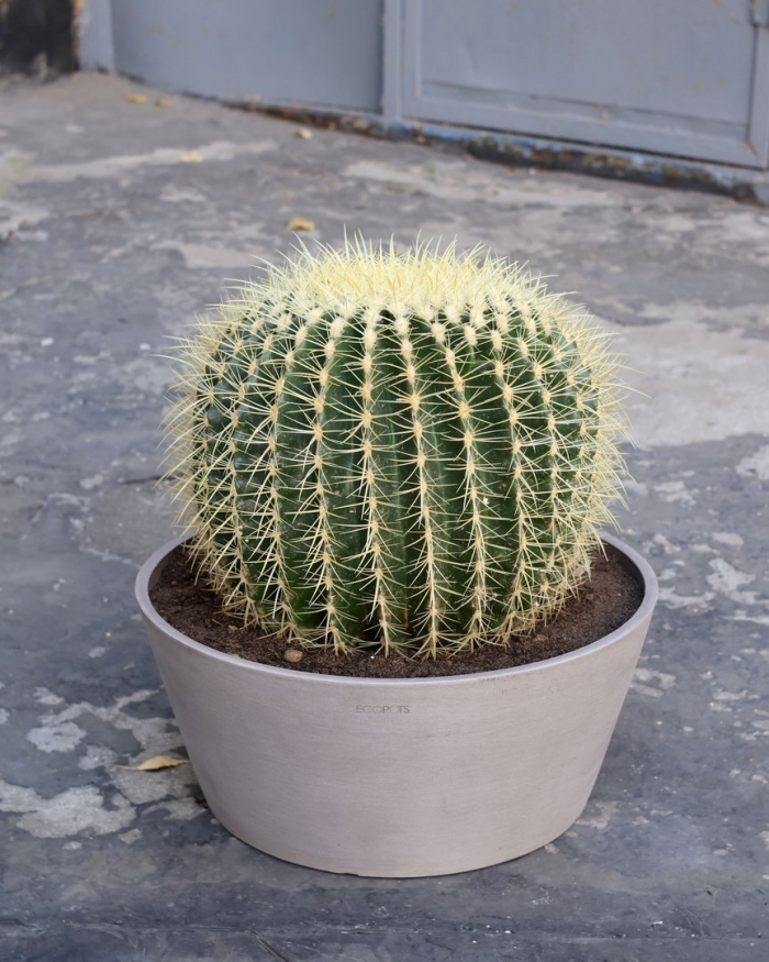 Кактус эхинокактус