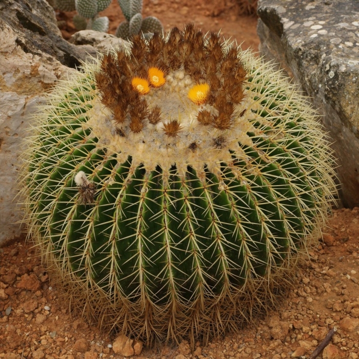 Эхинокактус грузони техасский