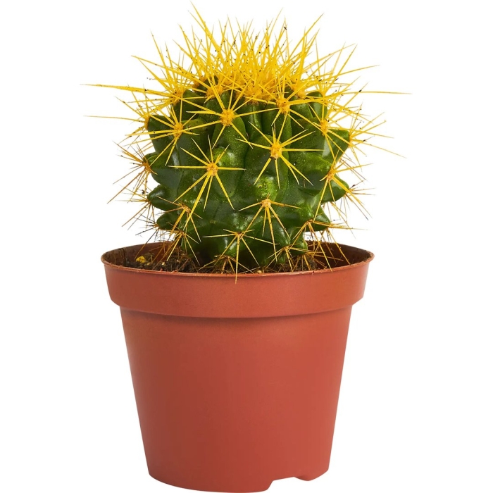 Эхинокактус грузони рейнбоу