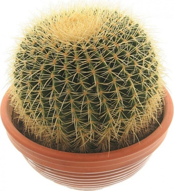 Кактус эхинопсис грузони