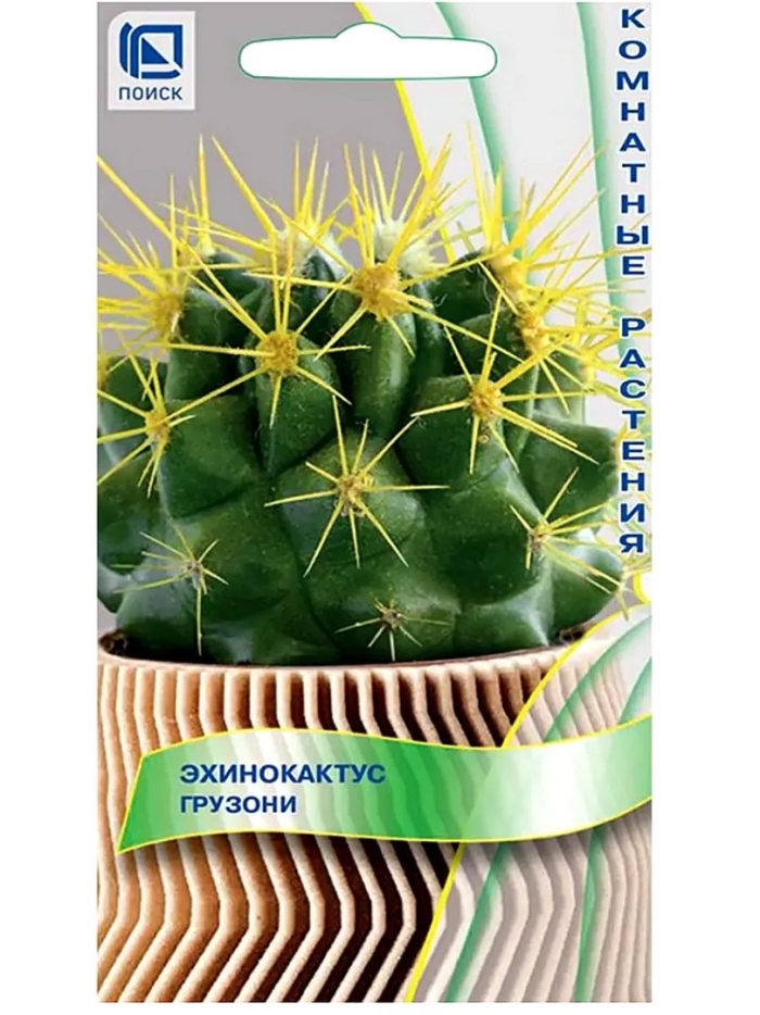 Грузони кактус