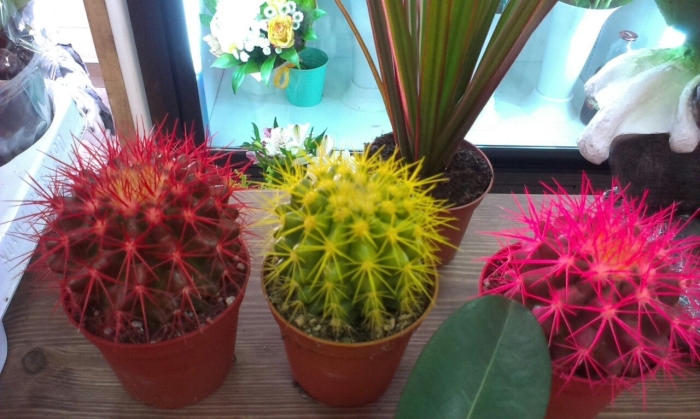 Эхинокактус грузони краш