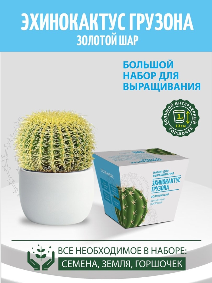 Эхинокактус золотой шар