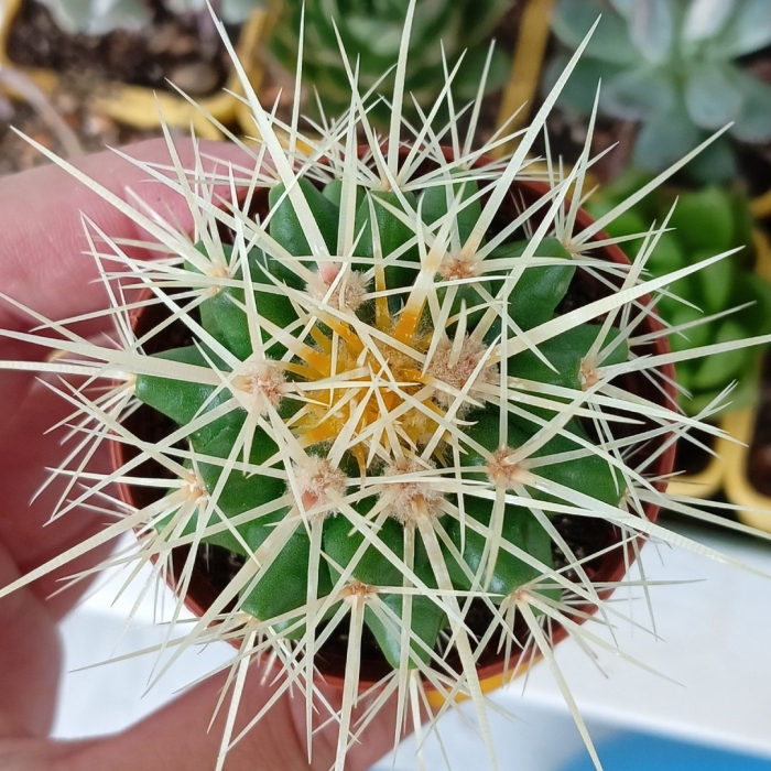 Маммиллярия эхинокактус