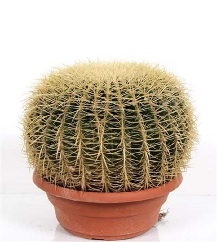 Echinocactus grusonii