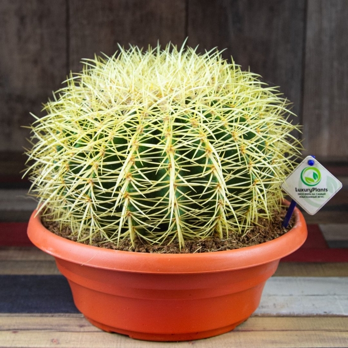 Эхинокактус грузони рейнбоу