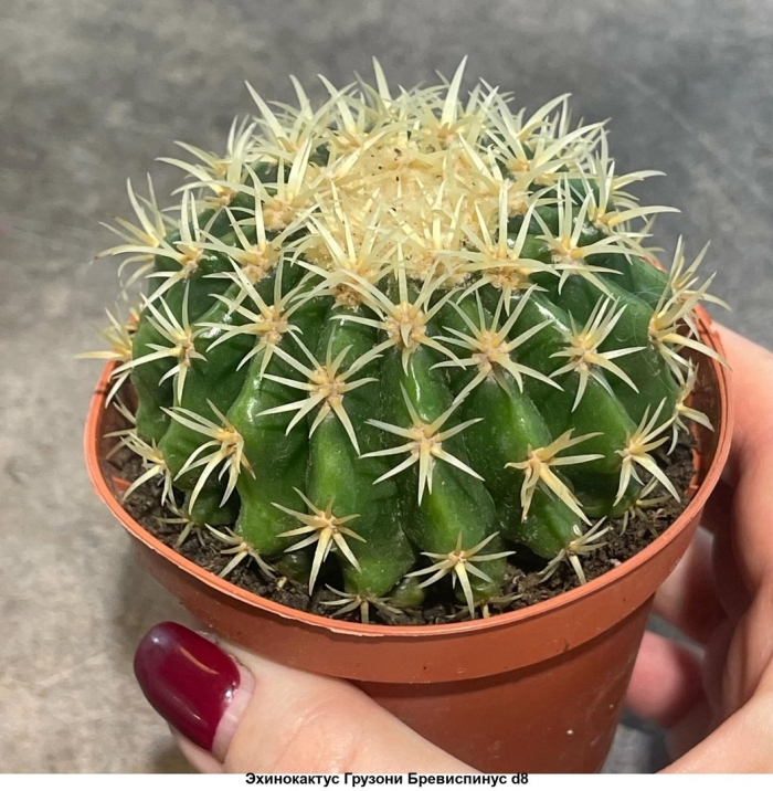 Эхинокактус грузони уход в домашних условиях