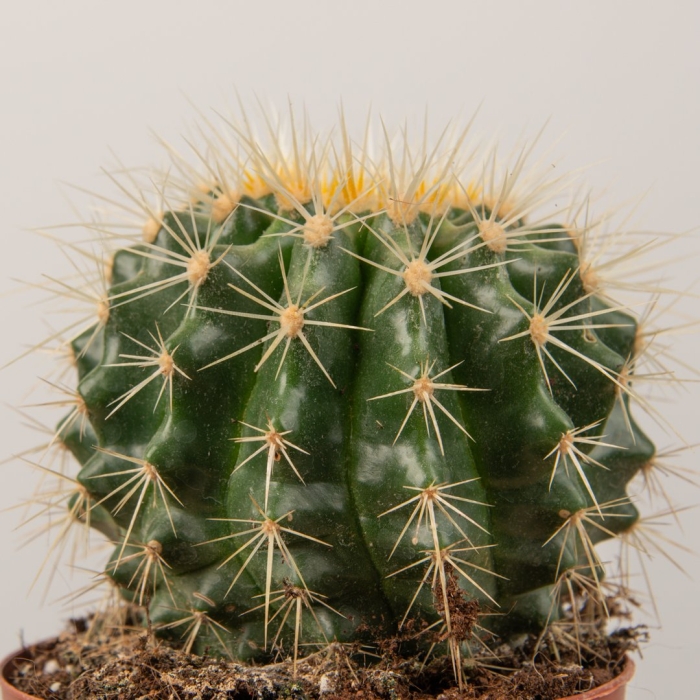 Эхинокактус грузони фиолетовый