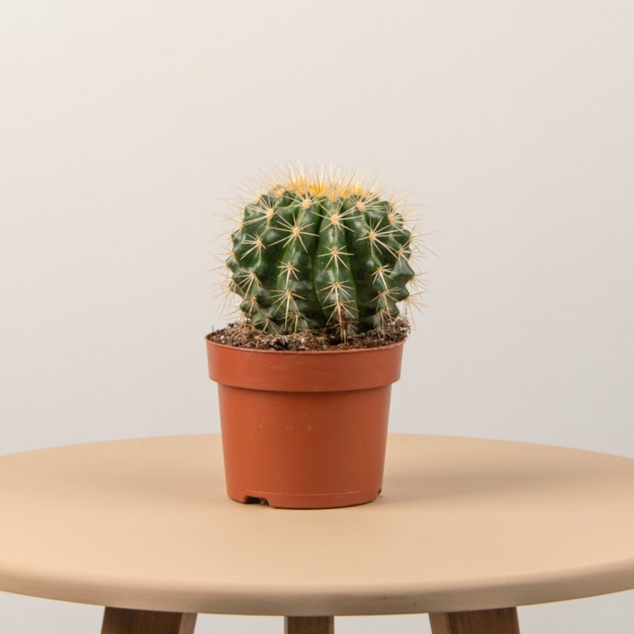 Эхинокактус грузони