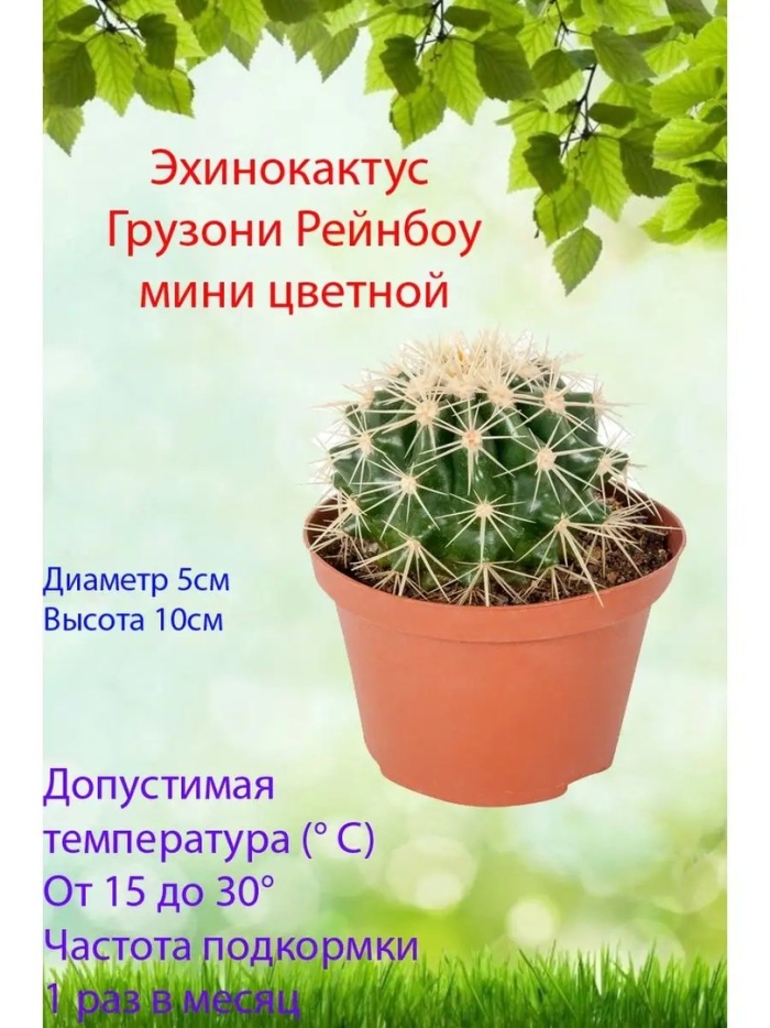 Живое комнатное растение эхинокактус грузони