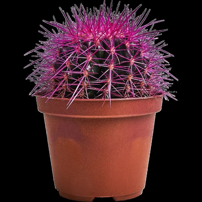 Кактус эхинокактус грузони фиолетовый