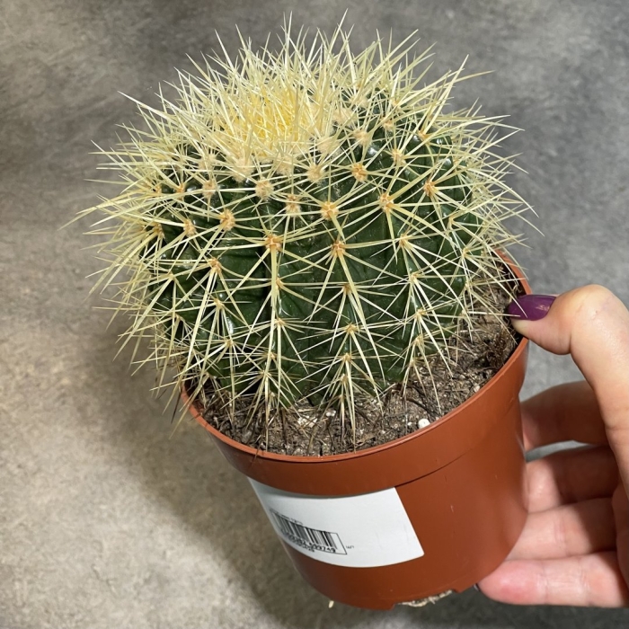 Эхинокактус грузони