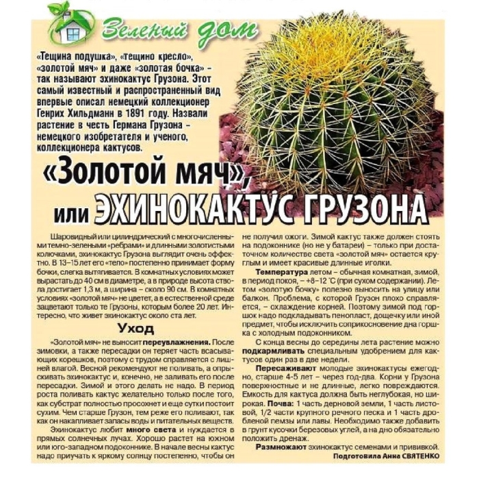 Эхинокактус грузона золотой шар