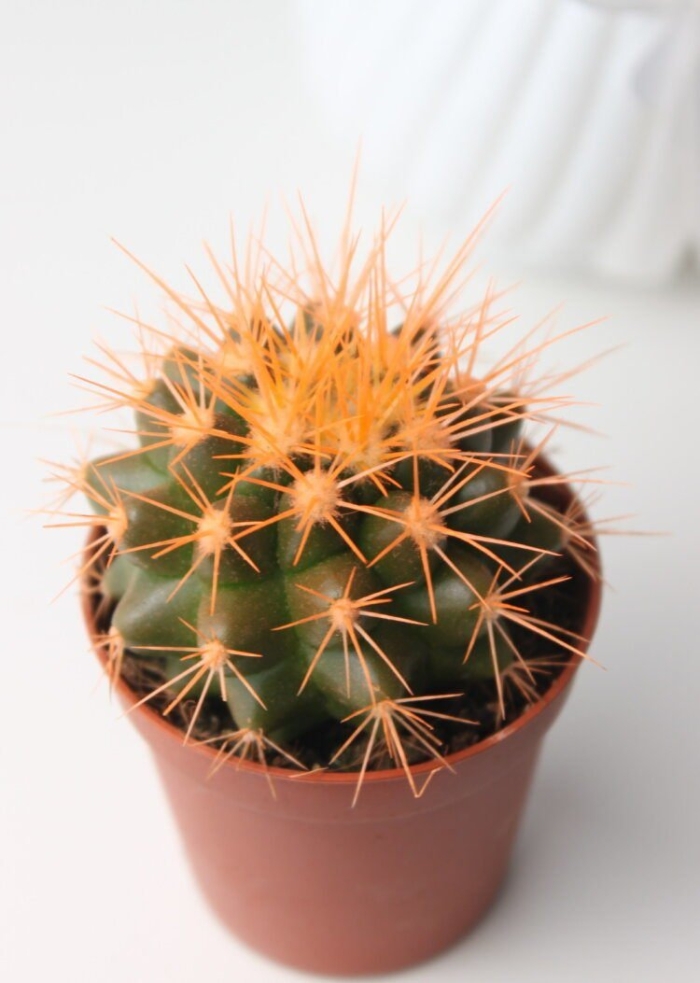 Эхинокактус грузони оранжевый