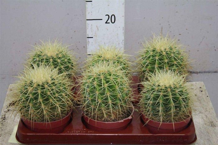 Маммиллярия эхинокактус грузони