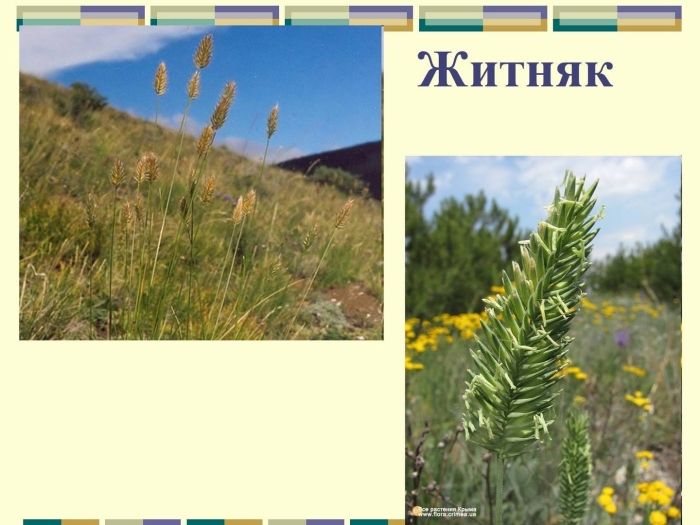 Житняк сибирский