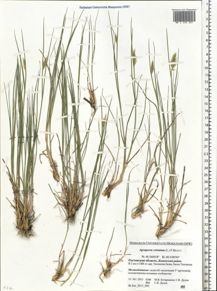 Juncus filiformis