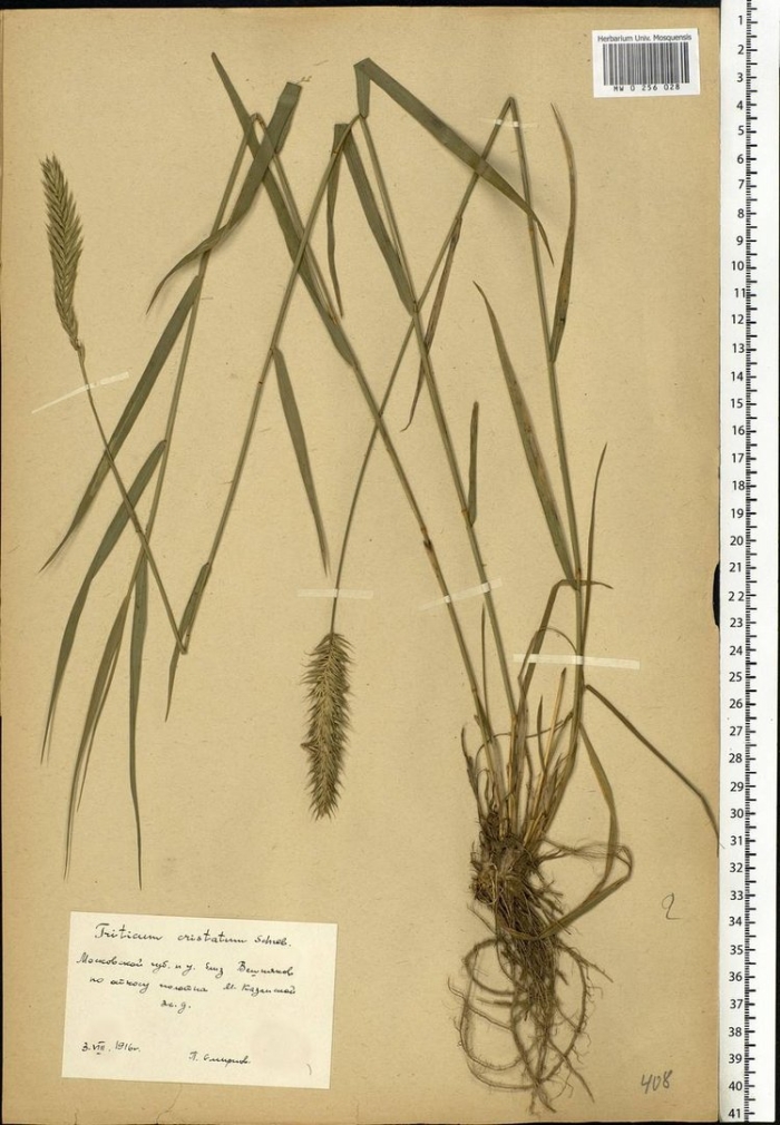 Щетинник сизый гербарий