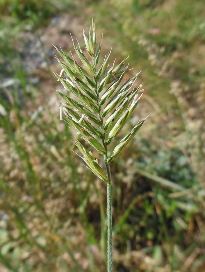 Житняк гребневидный agropyron pectinatum