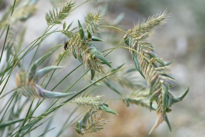 Житняк гребневидный agropyron pectinatum