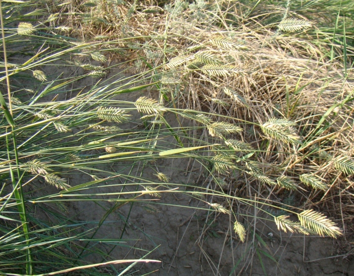 Житняк гребневидный agropyron pectinatum