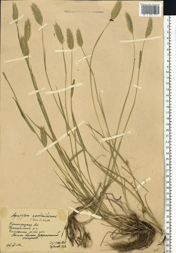 Житняк гребенчатый