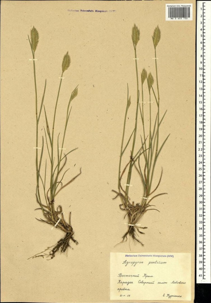 Agropyron ponticum