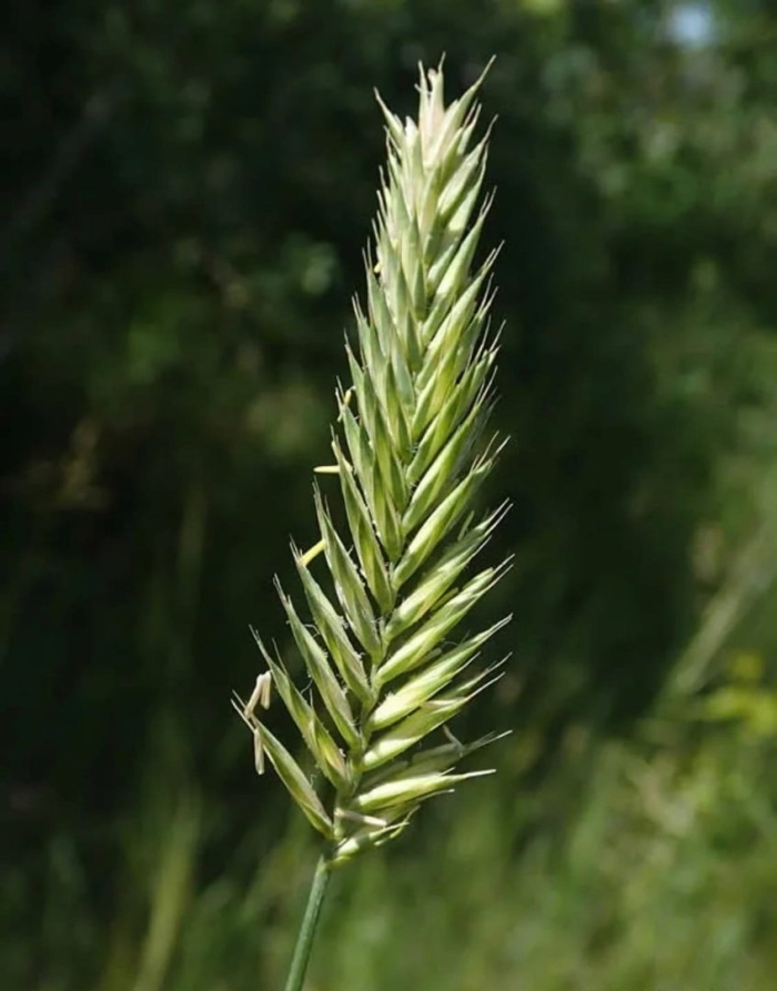 Житняк гребневидный agropyron pectinatum