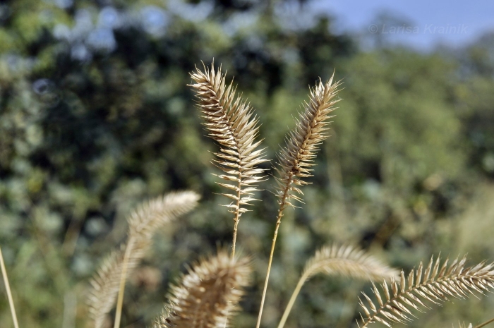 Житняк гребневидный agropyron pectinatum