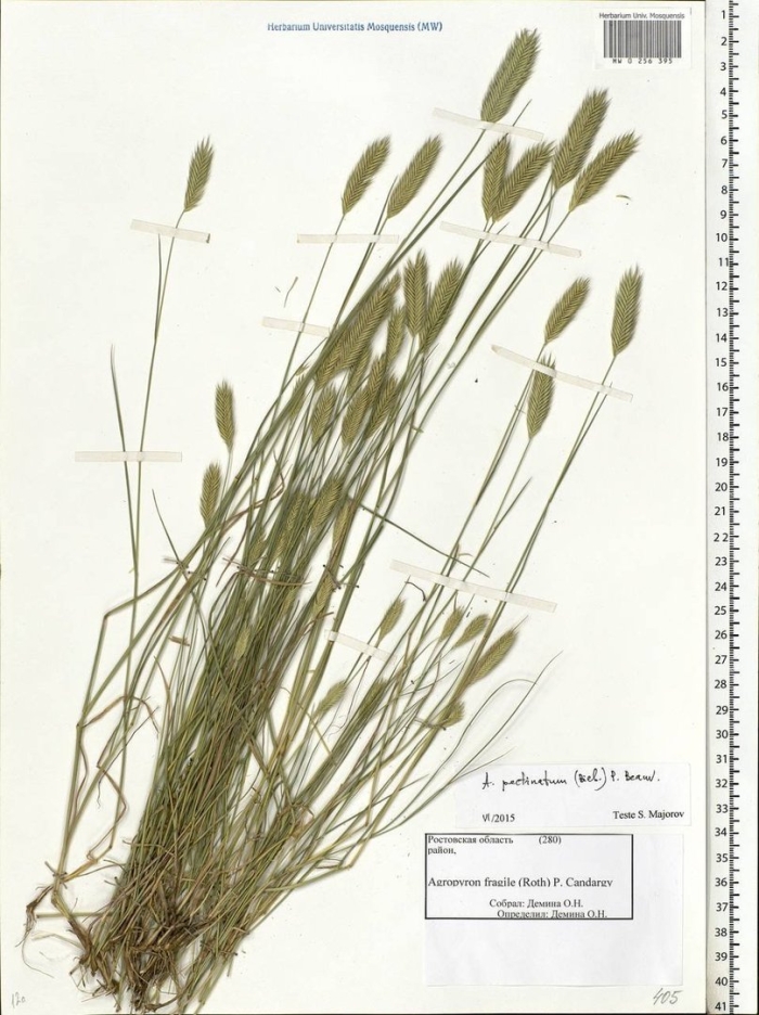 Тимофеевка степная (phleum phleoides)
