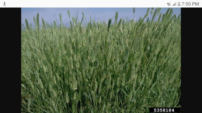 Житняк ширококолосый