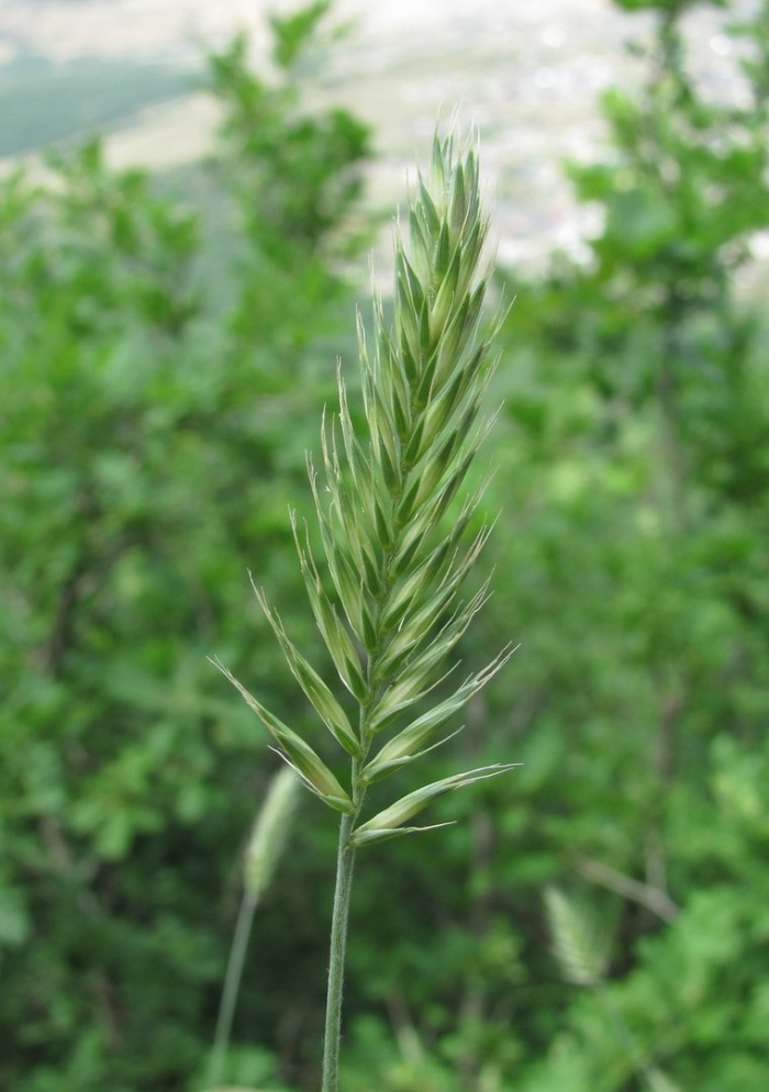 Житняк гребневидный agropyron pectinatum