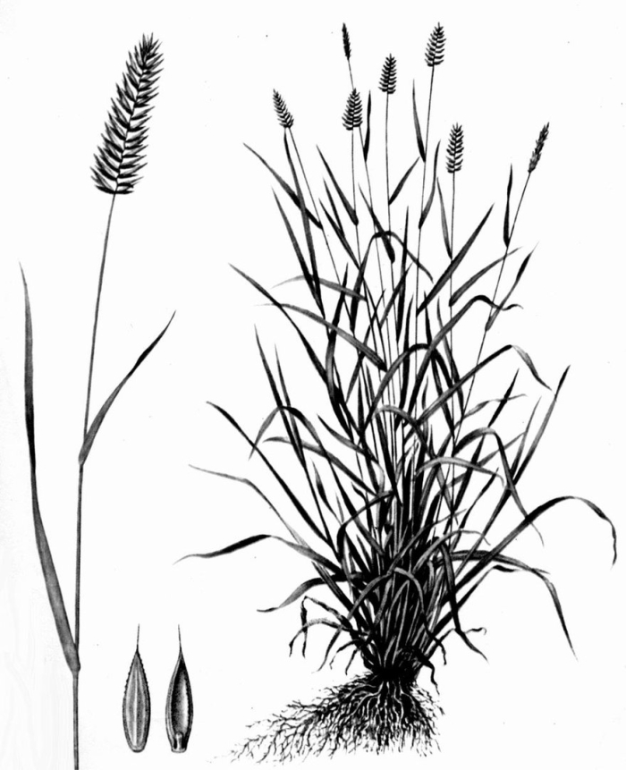 Житняк гребневидный