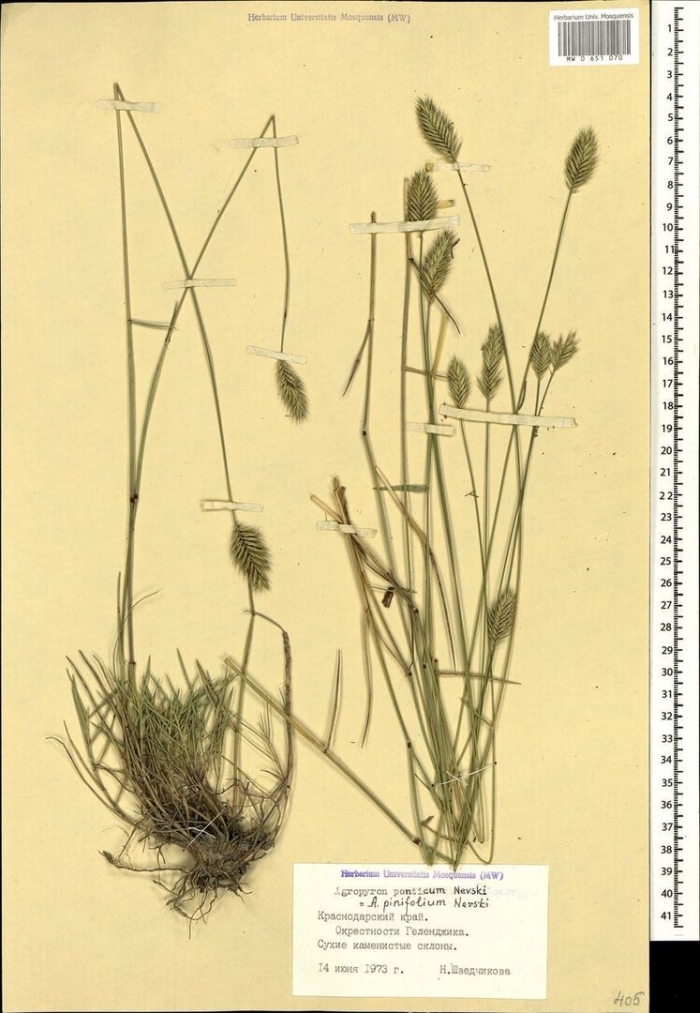 Agropyron ponticum