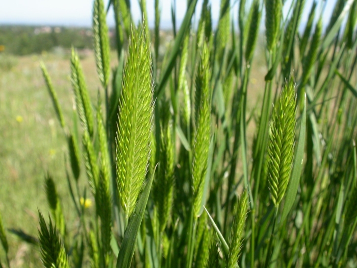 Agropyron cristatum