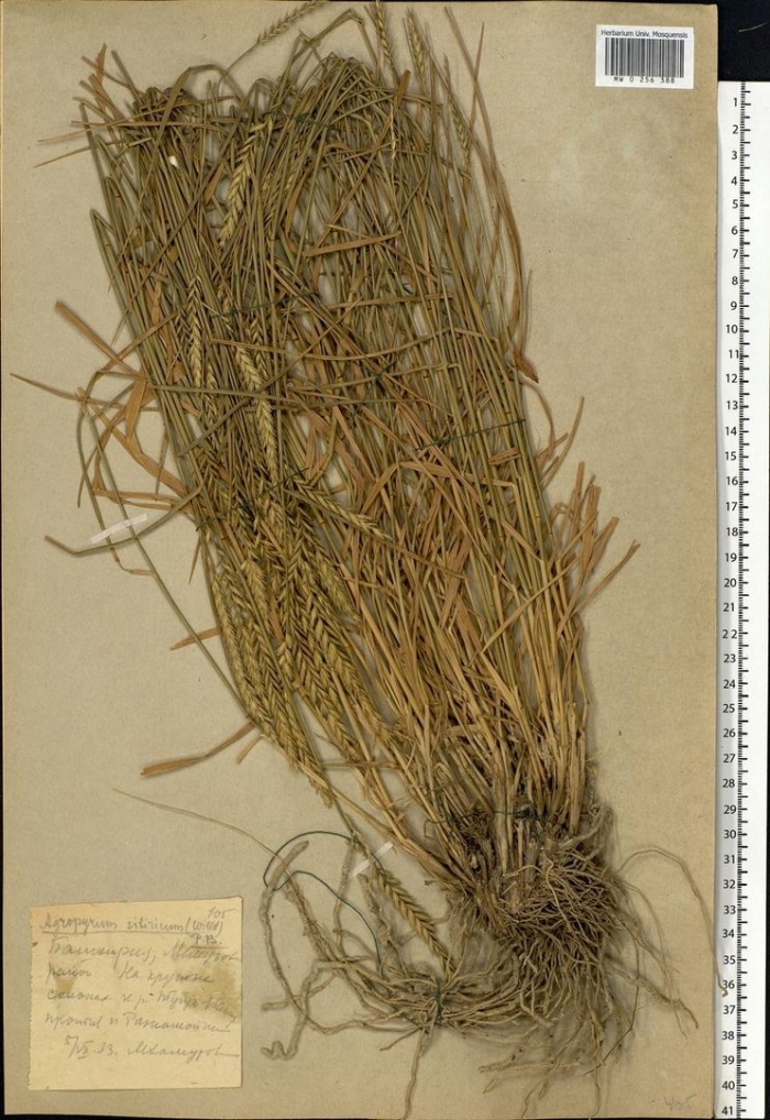 Ковыль залесского stipa zalesskii