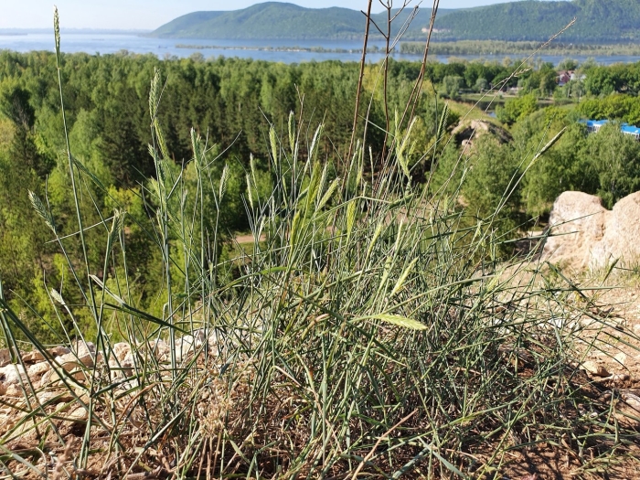 Тимофеевка луговая ленинградская 204