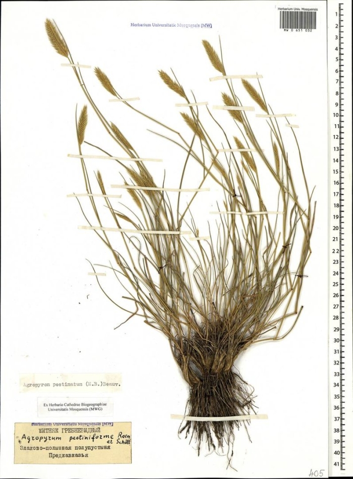 Лисохвост луговой гербарий