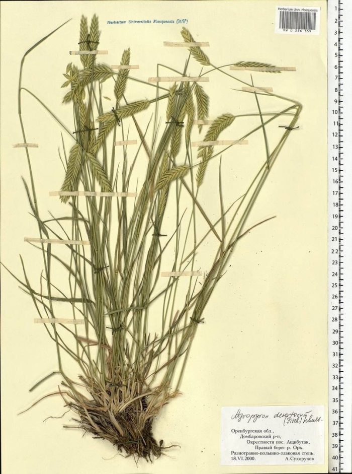 Житняк сибирский