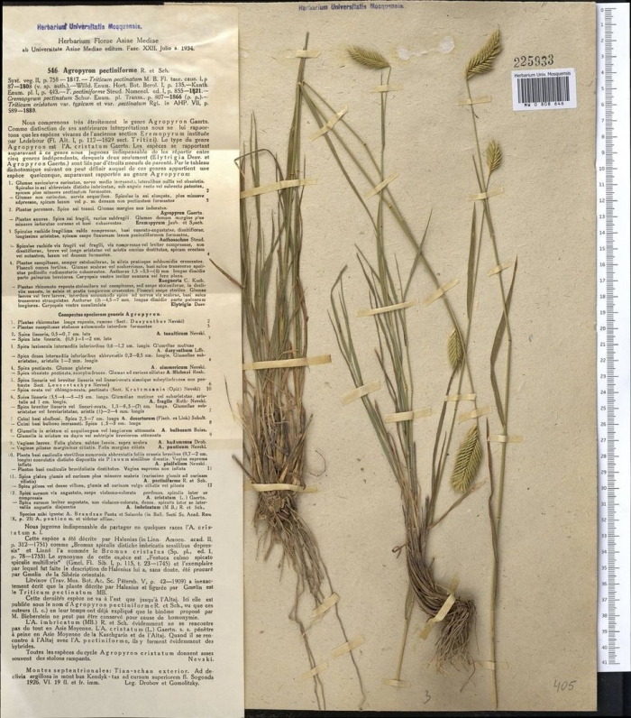 Житняк гребенчатый agropyron cristatum